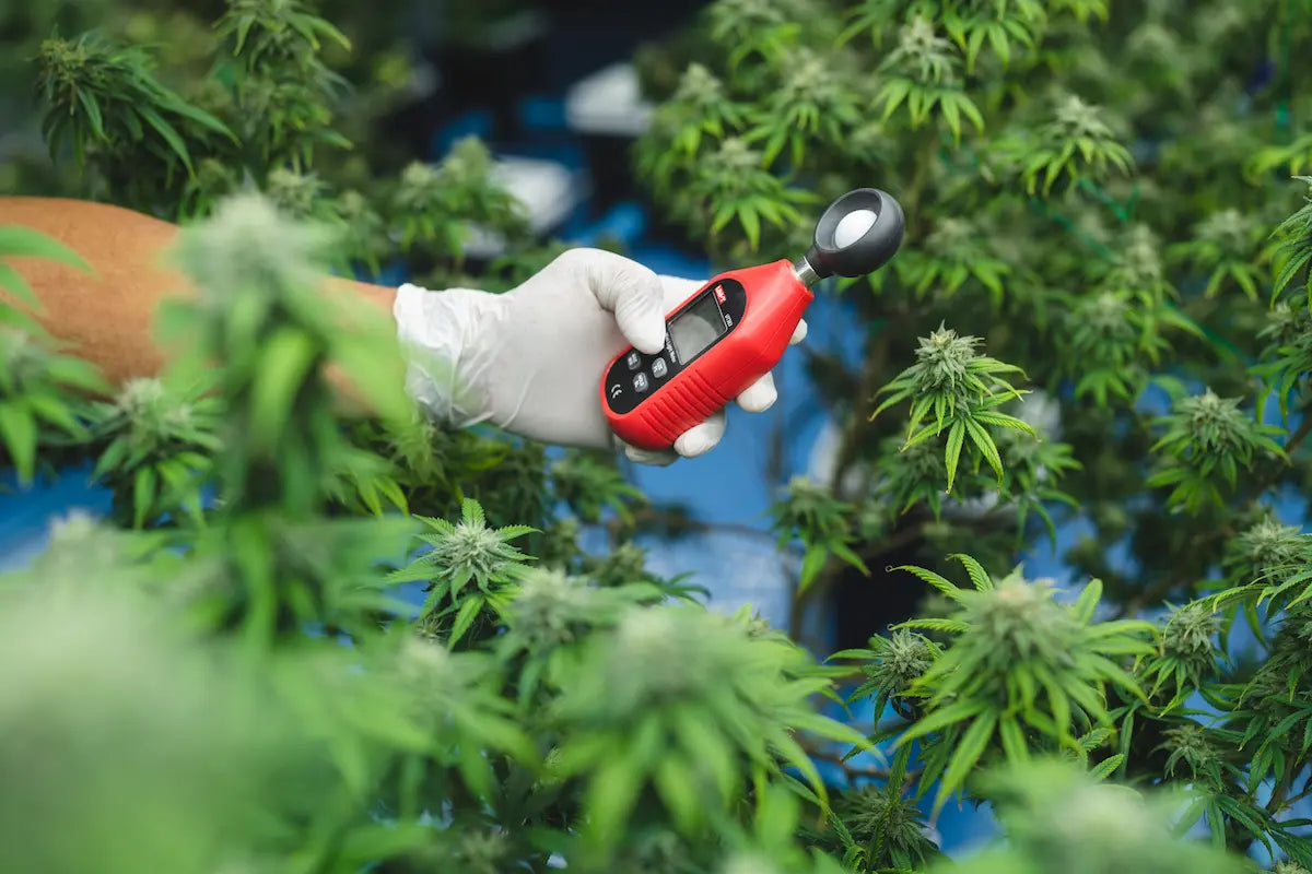 An Overview of the United Kingdom’s legal marijuana industry