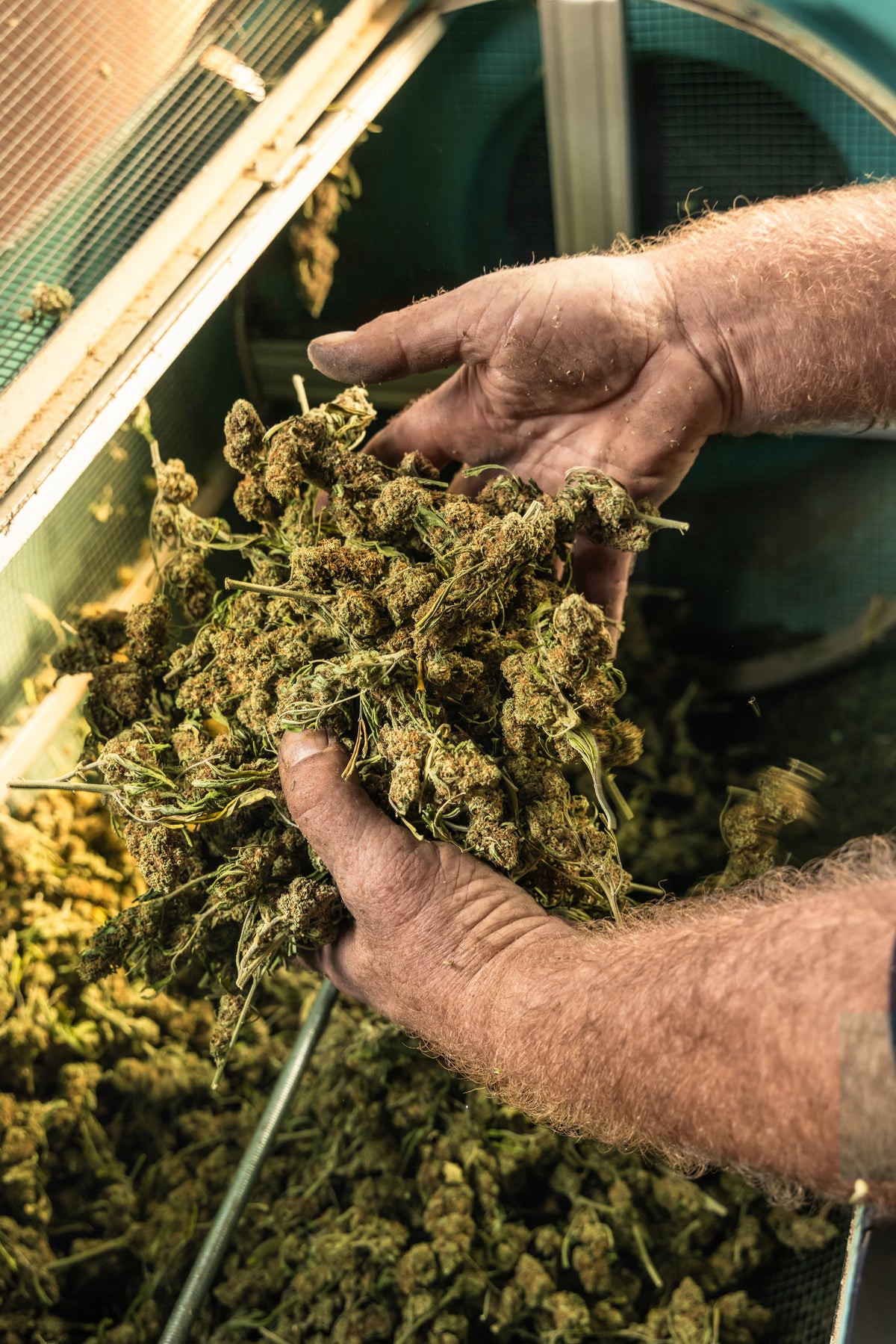 How to Dehydrate Cannabis and Hemp – Benchfoods Dehydrators